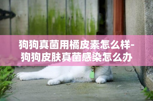 狗狗真菌用橘皮素怎么樣-狗狗皮膚真菌感染怎么辦