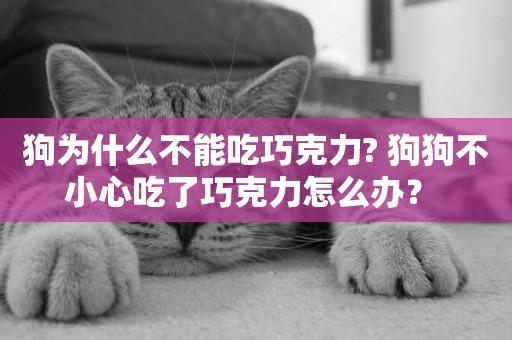 狗為什么不能吃巧克力? 狗狗不小心吃了巧克力怎么辦？ 