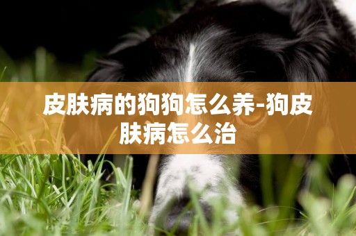 皮膚病的狗狗怎么養-狗皮膚病怎么治