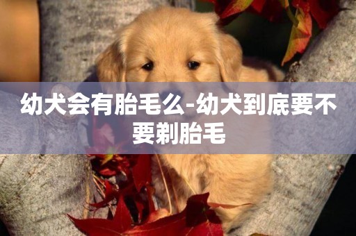 幼犬會有胎毛么-幼犬到底要不要剃胎毛
