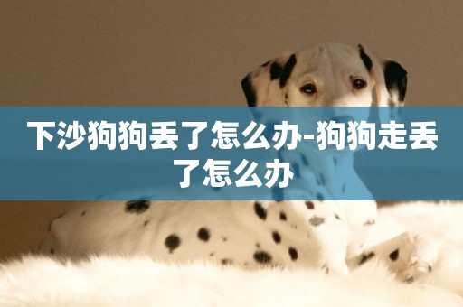 下沙狗狗丟了怎么辦-狗狗走丟了怎么辦