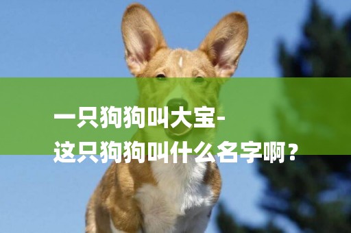一只狗狗叫大寶-
這只狗狗叫什么名字啊？