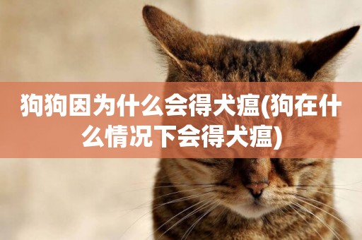 狗狗因為什么會得犬瘟(狗在什么情況下會得犬瘟)