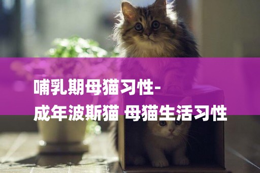 哺乳期母貓習性-
成年波斯貓 母貓生活習性