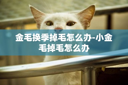 金毛換季掉毛怎么辦-小金毛掉毛怎么辦