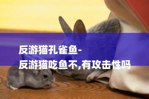 反游貓孔雀魚-
反游貓吃魚不,有攻擊性嗎