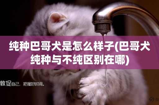 純種巴哥犬是怎么樣子(巴哥犬純種與不純區別在哪)