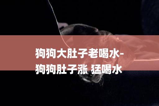 狗狗大肚子老喝水-
狗狗肚子漲 猛喝水