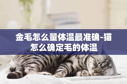 金毛怎么量體溫最準確-貓怎么確定毛的體溫