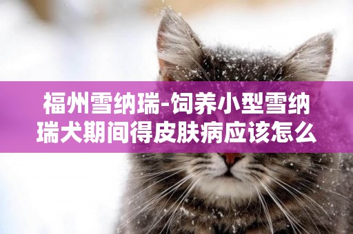 福州雪納瑞-飼養小型雪納瑞犬期間得皮膚病應該怎么辦