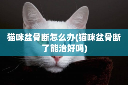 貓咪盆骨斷怎么辦(貓咪盆骨斷了能治好嗎)