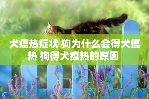 犬瘟熱癥狀 狗為什么會得犬瘟熱 狗得犬瘟熱的原因 