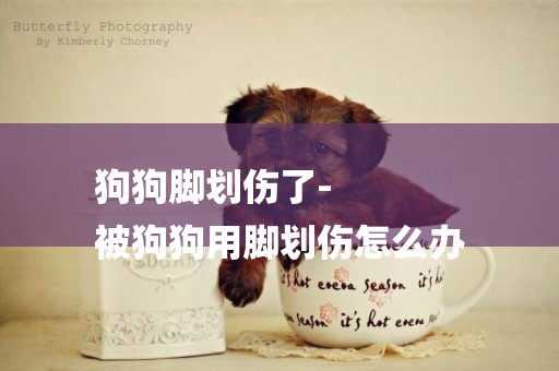 狗狗腳劃傷了-
被狗狗用腳劃傷怎么辦