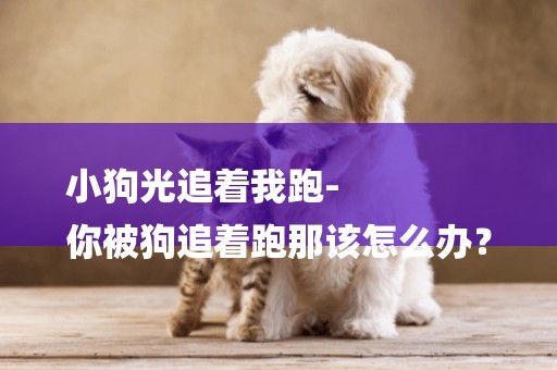 小狗光追著我跑-
你被狗追著跑那該怎么辦？