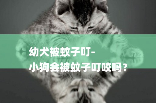幼犬被蚊子叮-
小狗會被蚊子叮咬嗎？