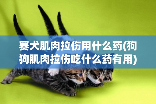 賽犬肌肉拉傷用什么藥(狗狗肌肉拉傷吃什么藥有用)