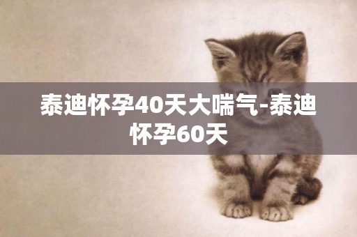 泰迪懷孕40天大喘氣-泰迪懷孕60天