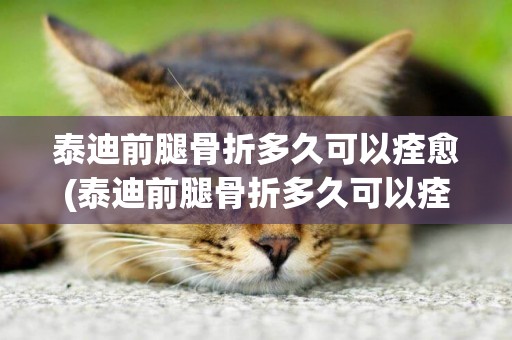 泰迪前腿骨折多久可以痊愈(泰迪前腿骨折多久可以痊愈好)