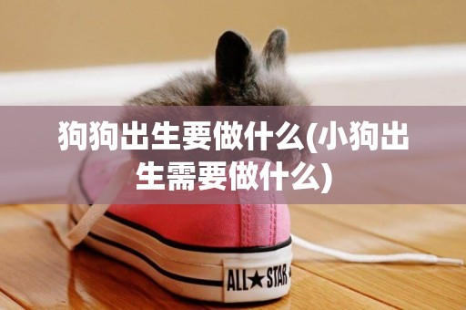 狗狗出生要做什么(小狗出生需要做什么)
