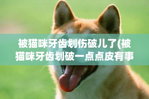 被貓咪牙齒劃傷破兒了(被貓咪牙齒劃破一點點皮有事嗎)