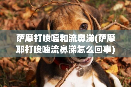 薩摩打噴嚏和流鼻涕(薩摩耶打噴嚏流鼻涕怎么回事)