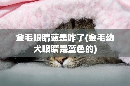 金毛眼睛藍是咋了(金毛幼犬眼睛是藍色的)