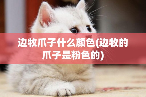 邊牧爪子什么顏色(邊牧的爪子是粉色的)