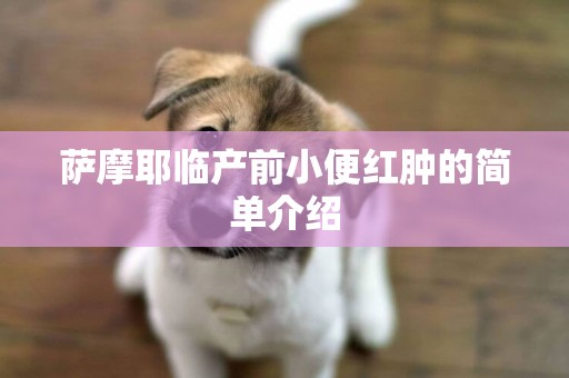薩摩耶臨產前小便紅腫的簡單介紹