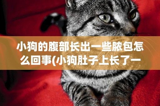 小狗的腹部長出一些膿包怎么回事(小狗肚子上長了一個膿包是怎么回事)