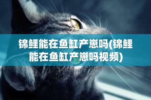 錦鯉能在魚缸產崽嗎(錦鯉能在魚缸產崽嗎視頻)