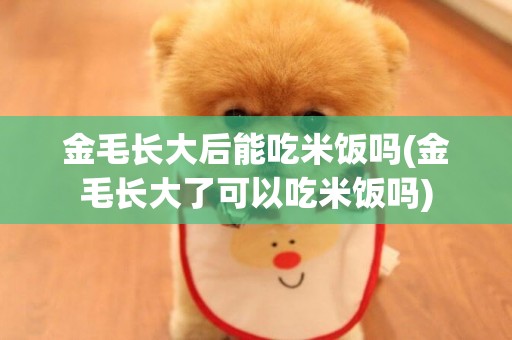 金毛長大后能吃米飯嗎(金毛長大了可以吃米飯嗎)