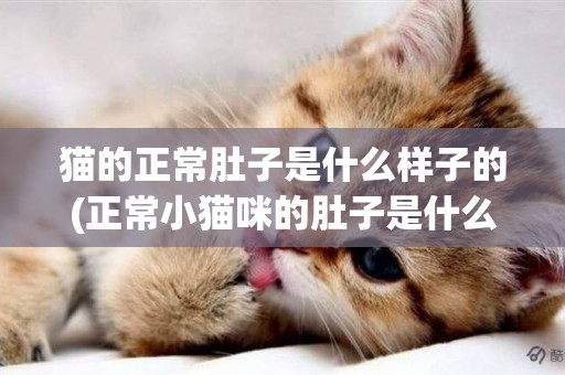 貓的正常肚子是什么樣子的(正常小貓咪的肚子是什么樣子)