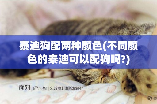 泰迪狗配兩種顏色(不同顏色的泰迪可以配狗嗎?)