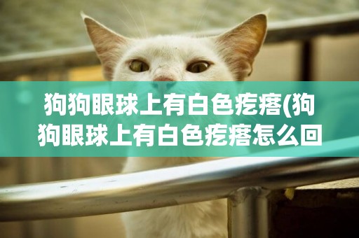狗狗眼球上有白色疙瘩(狗狗眼球上有白色疙瘩怎么回事)