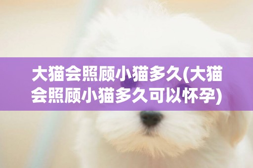大貓會照顧小貓多久(大貓會照顧小貓多久可以懷孕)