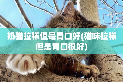 奶貓拉稀但是胃口好(貓咪拉稀但是胃口很好)
