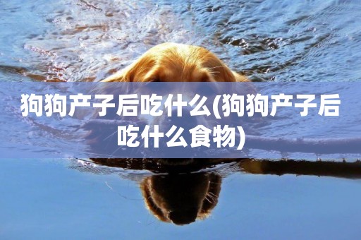 狗狗產子后吃什么(狗狗產子后吃什么食物)