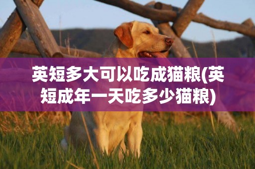 英短多大可以吃成貓糧(英短成年一天吃多少貓糧)
