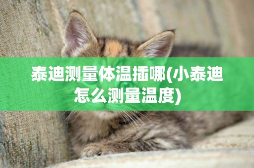 泰迪測量體溫插哪(小泰迪怎么測量溫度)