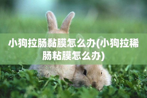 小狗拉腸黏膜怎么辦(小狗拉稀腸粘膜怎么辦)
