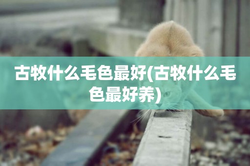 古牧什么毛色最好(古牧什么毛色最好養)