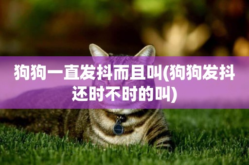 狗狗一直發抖而且叫(狗狗發抖還時不時的叫)