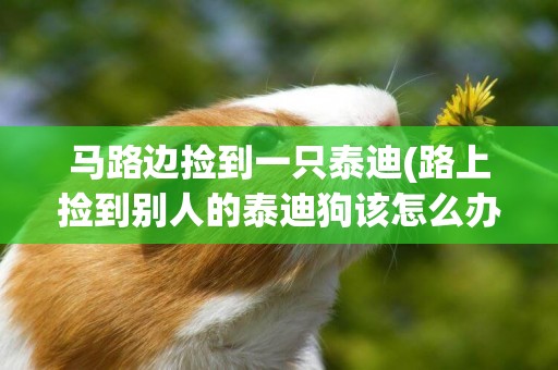 馬路邊撿到一只泰迪(路上撿到別人的泰迪狗該怎么辦)