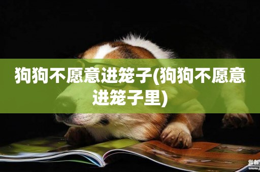 狗狗不愿意進籠子(狗狗不愿意進籠子里)