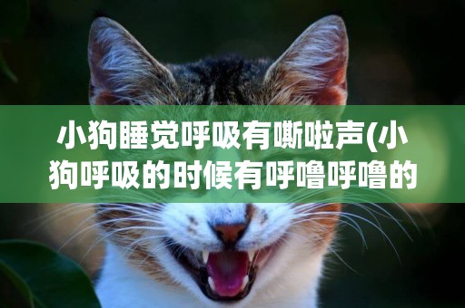 小狗睡覺呼吸有嘶啦聲(小狗呼吸的時候有呼嚕呼嚕的聲音)
