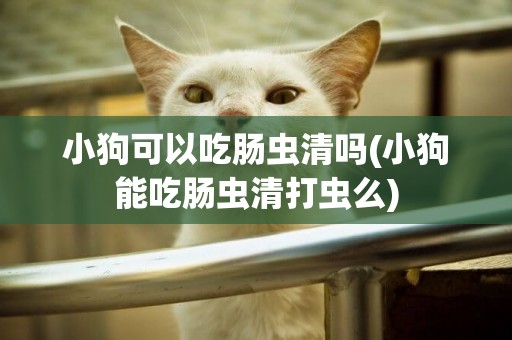 小狗可以吃腸蟲清嗎(小狗能吃腸蟲清打蟲么)
