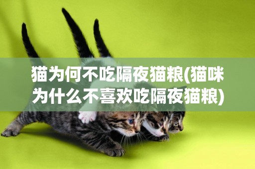貓為何不吃隔夜貓糧(貓咪為什么不喜歡吃隔夜貓糧)