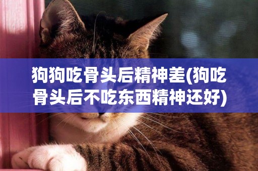 狗狗吃骨頭后精神差(狗吃骨頭后不吃東西精神還好)
