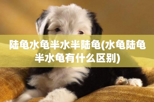 陸龜水龜半水半陸龜(水龜陸龜半水龜有什么區別)