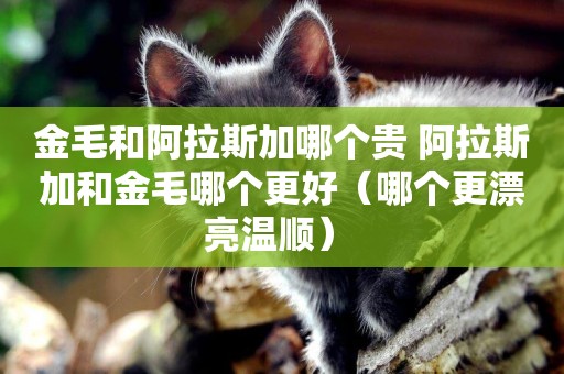 金毛和阿拉斯加哪個貴 阿拉斯加和金毛哪個更好（哪個更漂亮溫順） 